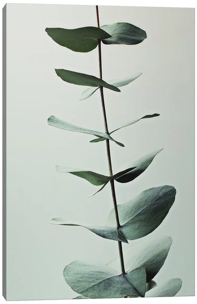 Eucalyptus Greenery Canvas Art Print - Monochromatic Photography