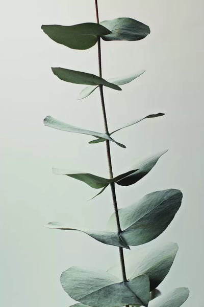 Still Life Photography: Eucalyptus Greenery by Monika Strigel