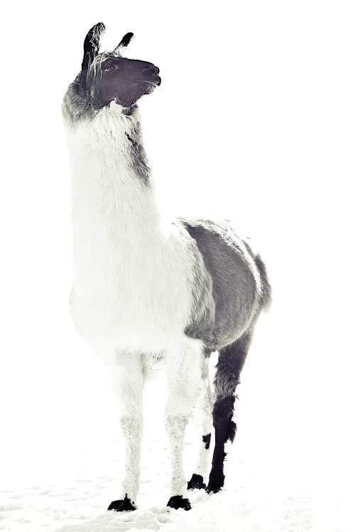 Fluffy Llama by Monika Strigel wall art