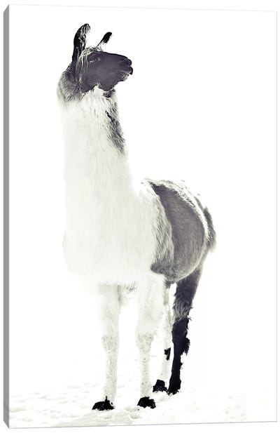 Fluffy Llama Canvas Art Print - Black & White Minimalist Décor