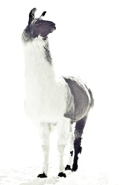 Llamas: Fluffy Llama by Monika Strigel