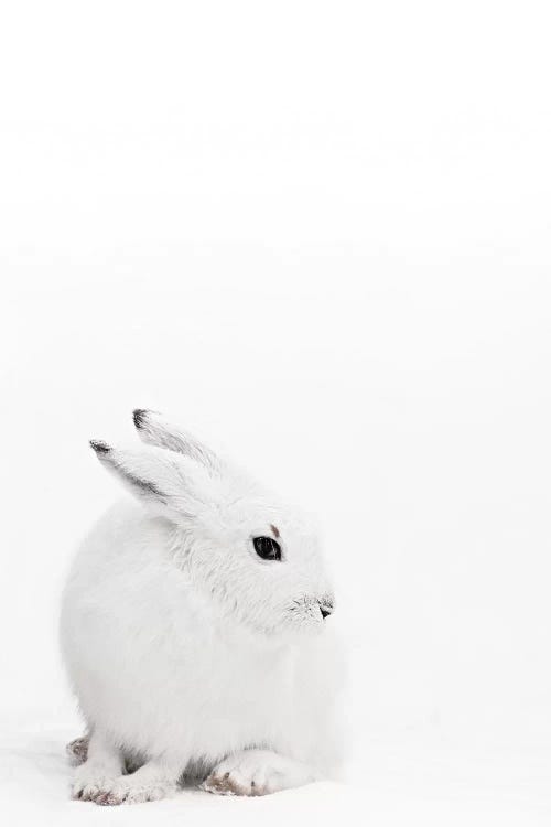 Arctic Hare I