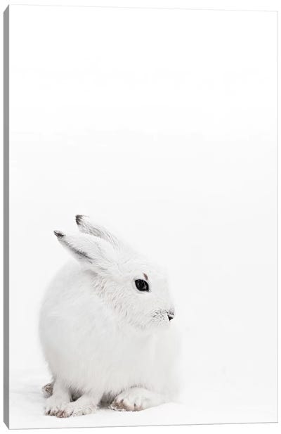 Arctic Hare I Canvas Art Print - Monika Strigel