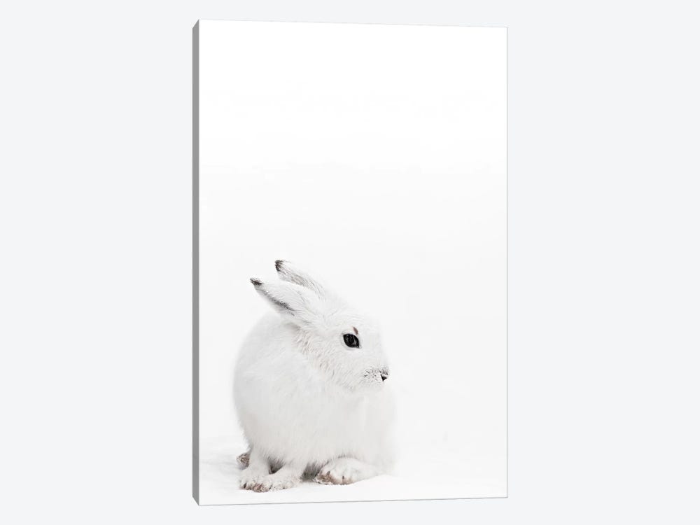 Arctic Hare I by Monika Strigel 1-piece Canvas Art Print