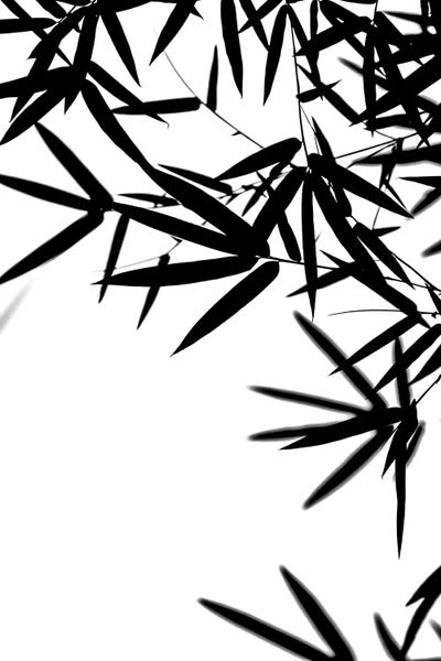 Bambus Leaves Black by Monika Strigel framed canvas print