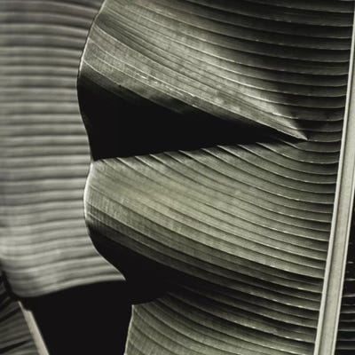 Banana Leaf Green Square by Monika Strigel framed canvas print