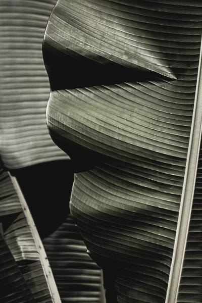 Tropical Décor: Banana Leaf Green by Monika Strigel