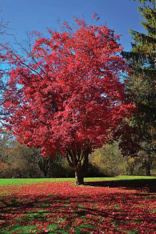 Fall 2018 Red Tree Mosaic