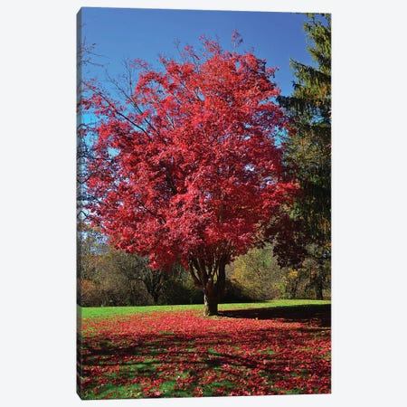 Fall 2018 Red Tree Mosaic Canvas Print #GEN149} by Robert Gendler Art Print