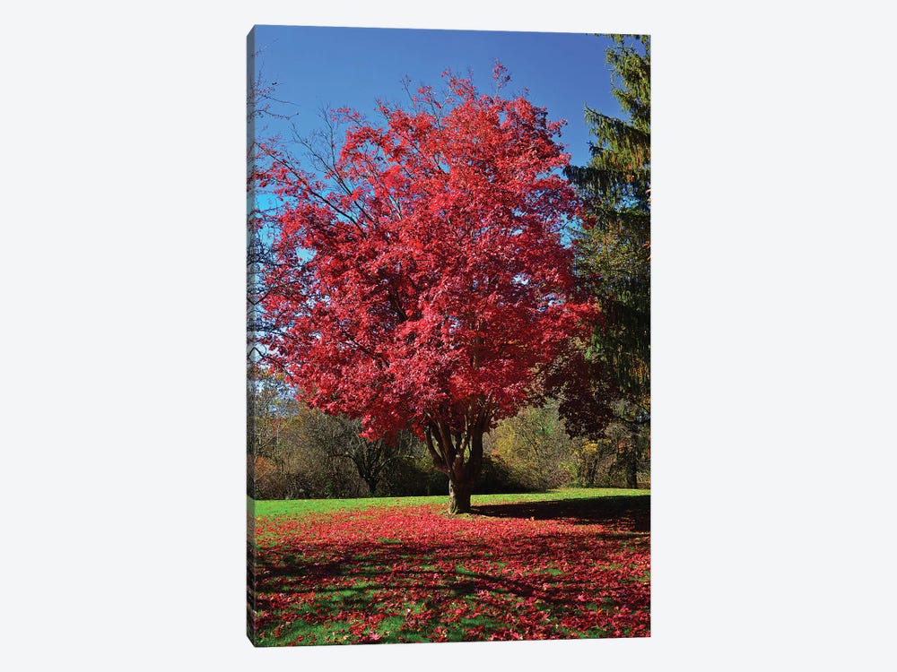 Fall 2018 Red Tree Mosaic by Robert Gendler 1-piece Canvas Print