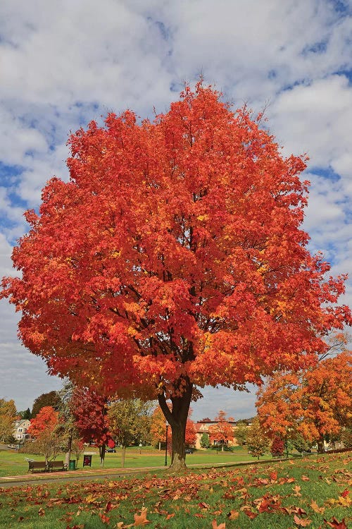 Fall 2018 Orange Tree by Robert Gendler wall art
