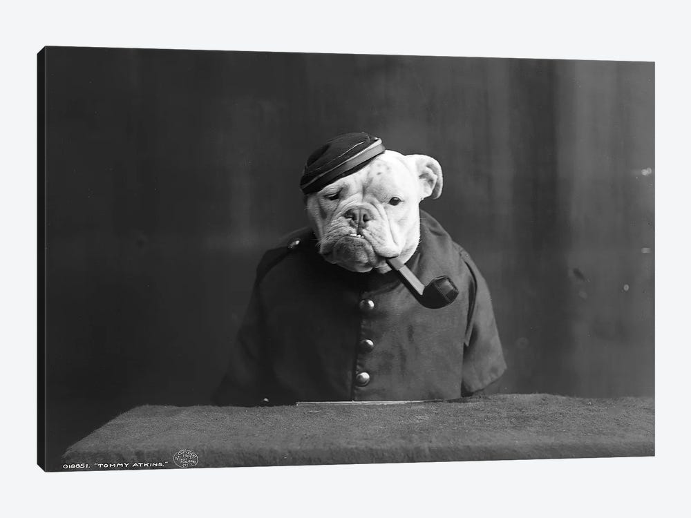 Bulldog, C1905 by Unknown 1-piece Canvas Art Print