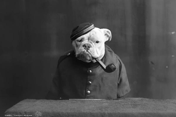 The Granger Collection: Bulldog, C1905 by Unknown