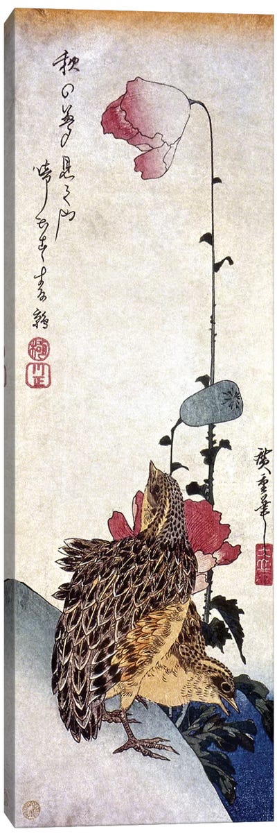 Hiroshige: Poppies Canvas Art Print - Japanese Fine Art (Ukiyo-e)