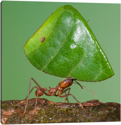 Leafcutter Ant Carrying Leaf, Costa Rica I Canvas Art Print - Steve Gettle