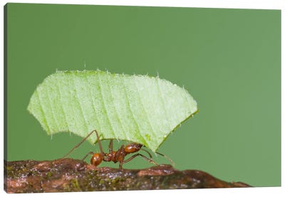 Leafcutter Ant Carrying Leaf, Costa Rica II Canvas Art Print - Steve Gettle