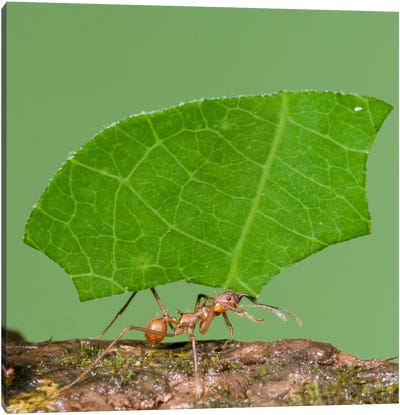 Leafcutter Ant Carrying Leaf, Costa Rica III Canvas Art Print - Steve Gettle