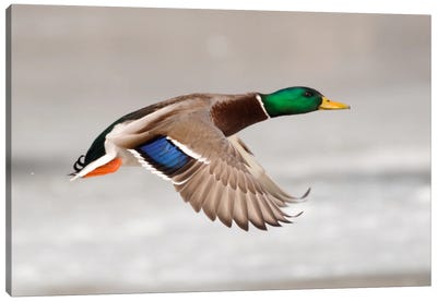 Mallard Male Flying Showing Speculum Feathers On Wing, Belle Isle Park, Michigan Canvas Art Print - Duck Art