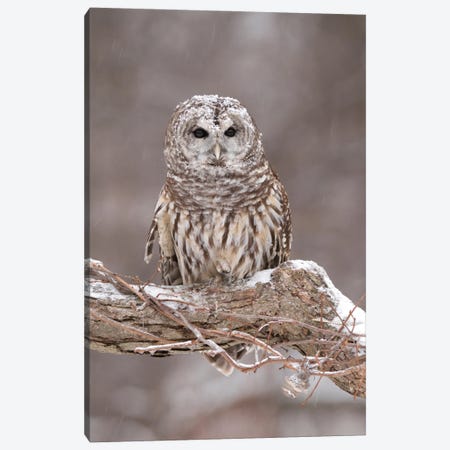 Barred Owl In Winter, Howell Nature Center, Michigan Canvas Print #GET1} by Steve Gettle Canvas Artwork
