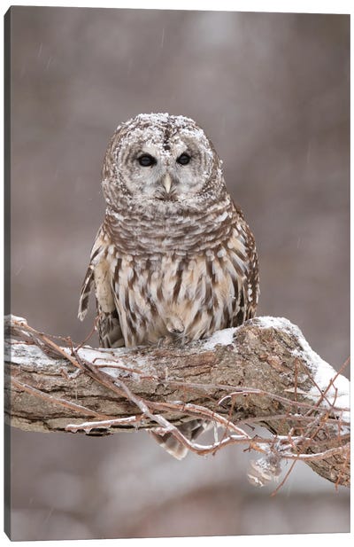 Barred Owl In Winter, Howell Nature Center, Michigan Canvas Art Print - Steve Gettle