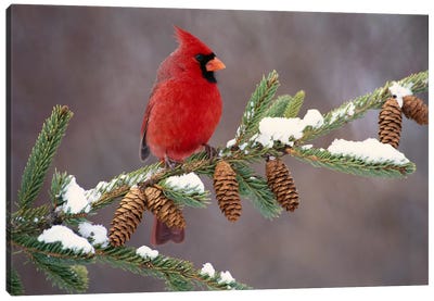 Northern Cardinal Male, South Lyon, Michigan Canvas Art Print - Bird Art