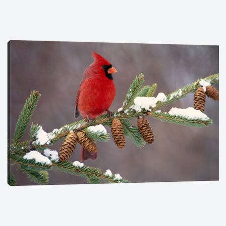 Northern Cardinal Male, South Lyon, Michigan Canvas Print #GET20} by Steve Gettle Canvas Print