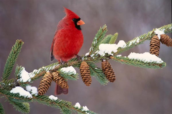 Minden Pictures: Northern Cardinal Male, South Lyon, Michigan by Steve Gettle