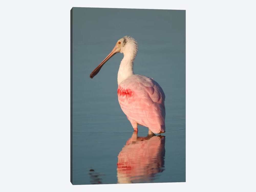 Roseate Spoonbill, Fort Myers Beach, Florida by Steve Gettle 1-piece Canvas Wall Art