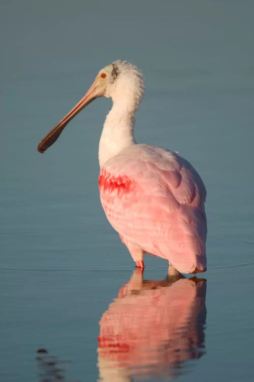 Roseate Spoonbill, Fort Myers Beach, Florida