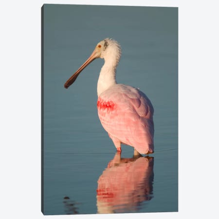 Roseate Spoonbill, Fort Myers Beach, Florida Canvas Print #GET25} by Steve Gettle Canvas Art