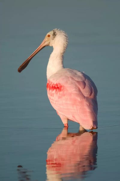 Spoonbills: Roseate Spoonbill, Fort Myers Beach, Florida by Steve Gettle