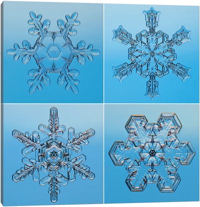 Snowflakes Seen Through Microscope Canvas Art Print - Steve Gettle