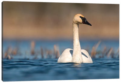 Trumpeter Swan Swimming, Seney National Wildlife Refuge, Michigan Canvas Art Print - Steve Gettle