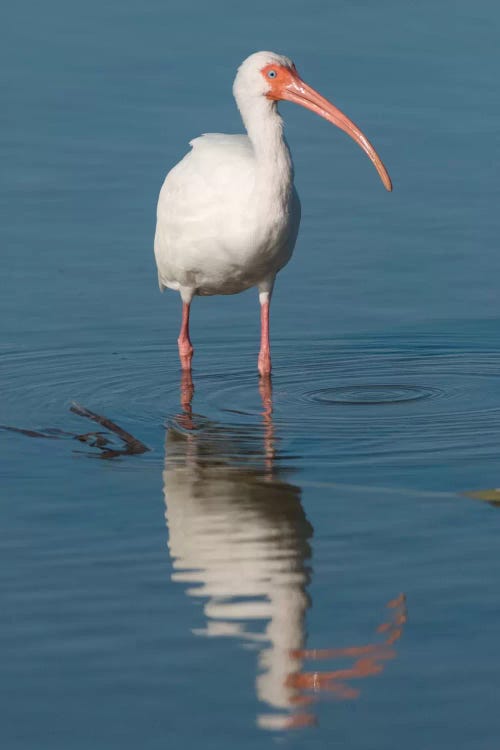 White Ibis, Fort Myers Beach, Florida I