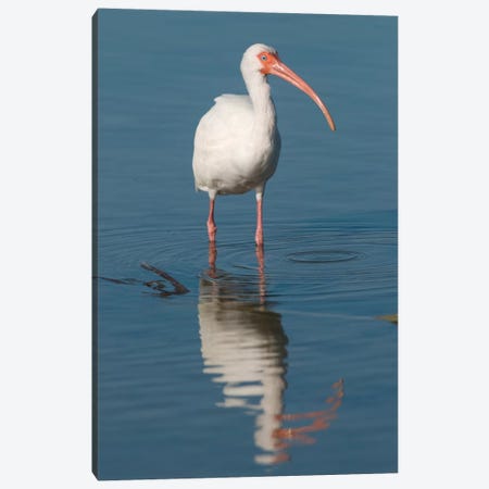 White Ibis, Fort Myers Beach, Florida I Canvas Print #GET30} by Steve Gettle Canvas Wall Art