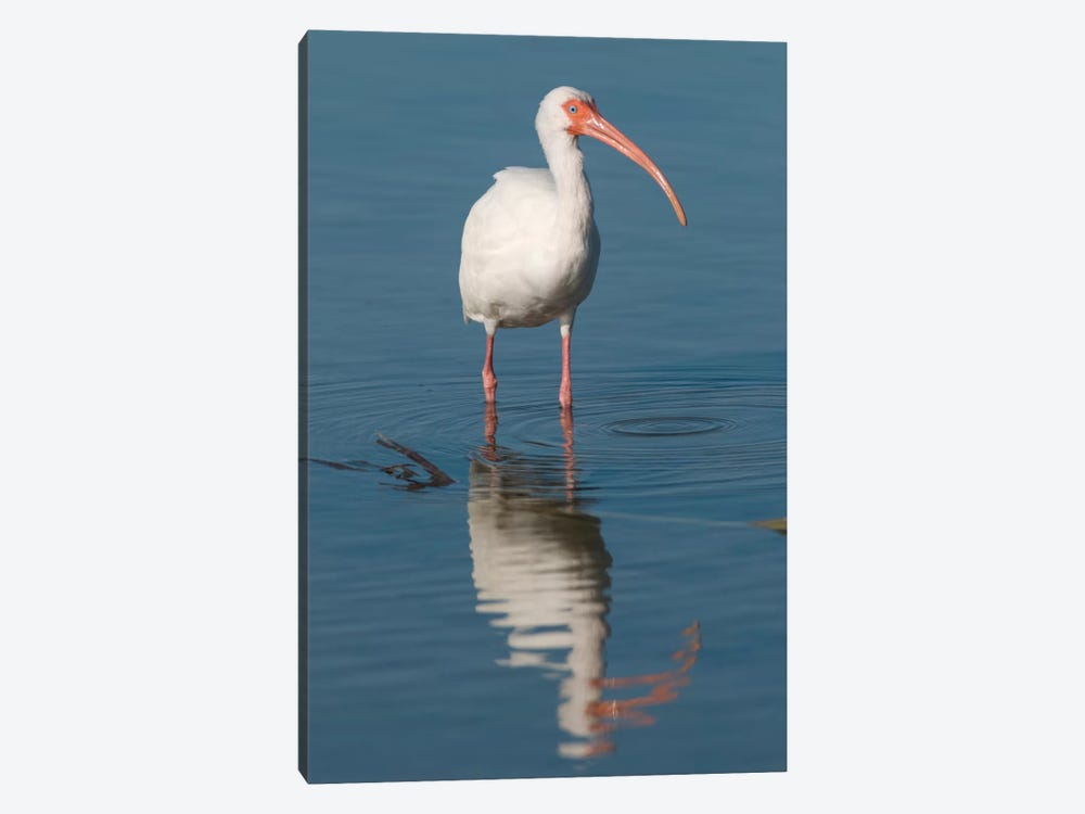 White Ibis, Fort Myers Beach, Florida I by Steve Gettle 1-piece Canvas Wall Art