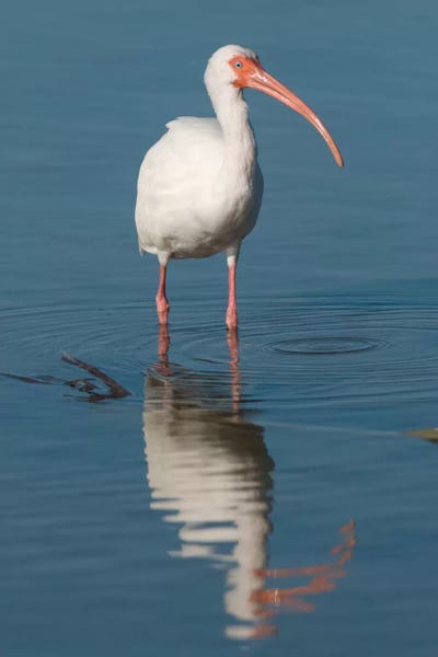 Minden Pictures: White Ibis, Fort Myers Beach, Florida I by Steve Gettle