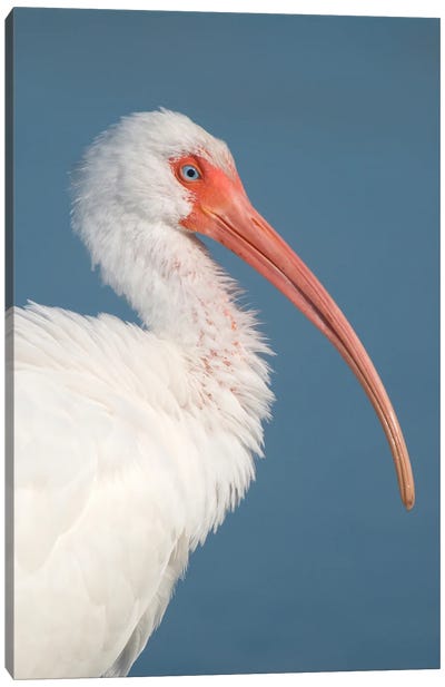 White Ibis, Fort Myers Beach, Florida II Canvas Art Print - Steve Gettle