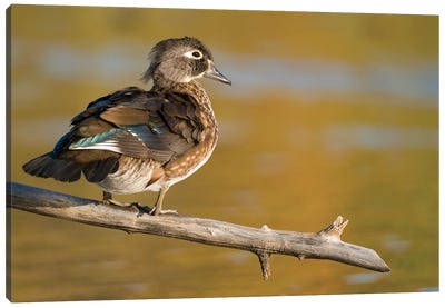 Wood Duck Female, North Chagrin Reservation, Ohio Canvas Art Print - Steve Gettle