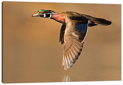 Wood Duck Male Flying, Lapeer State Game Area, Michigan Canvas Art Print - Steve Gettle