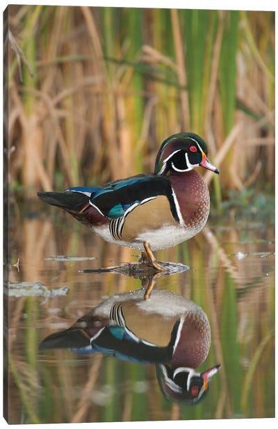 Wood Duck Male In Breeding Plumage, Lapeer State Game Area, Michigan Canvas Art Print - Steve Gettle