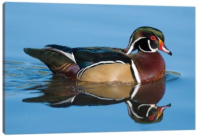 Wood Duck Male Swimming, Lapeer State Game Area, Michigan Canvas Art Print - Steve Gettle