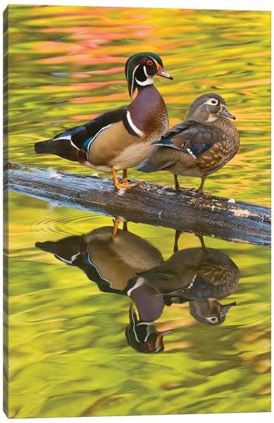 Wood Duck Pair, North Chagrin Reservation, Ohio Canvas Art Print - Steve Gettle