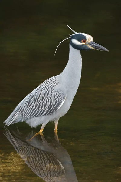 Minden Pictures: Yellow-Crowned Night Heron, J. N. Ding Darling National Wildlife Refuge, Florida by Steve Gettle