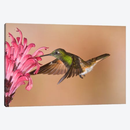 Buff-Tailed Coronet Hummingbird Feeding On Flower Nectar, Ecuador Canvas Print #GET3} by Steve Gettle Canvas Artwork