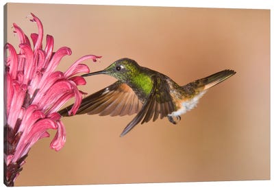 Buff-Tailed Coronet Hummingbird Feeding On Flower Nectar, Ecuador Canvas Art Print - Steve Gettle