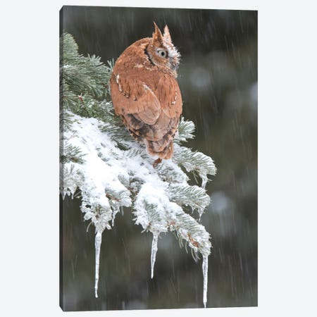 Eastern Screech Owl Red Morph In Winter, Howell Nature Center, Michigan Canvas Print #GET4} by Steve Gettle Canvas Print
