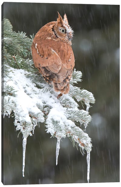 Eastern Screech Owl Red Morph In Winter, Howell Nature Center, Michigan Canvas Art Print - Steve Gettle