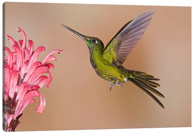 Empress Brilliant Hummingbird Feeding On Flower Nectar Canvas Art Print