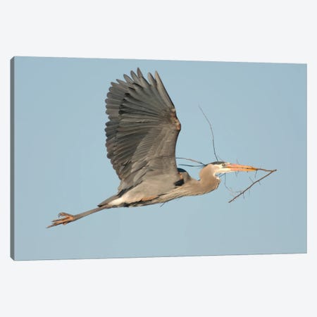 Great Blue Heron Flying With Nest Material, Kensington Metropark, Milford, Michigan Canvas Print #GET6} by Steve Gettle Canvas Art Print